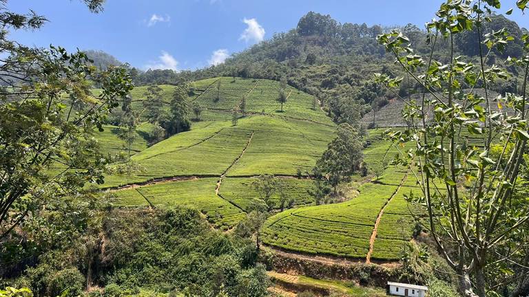 Theeplantages in Ella, Sri Lanka